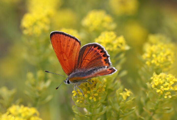 Mariposa