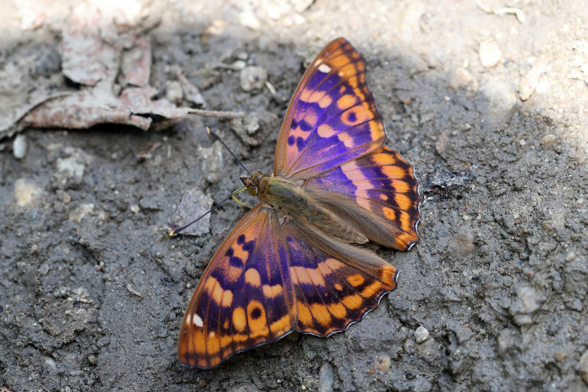 Butterflies of North Greece