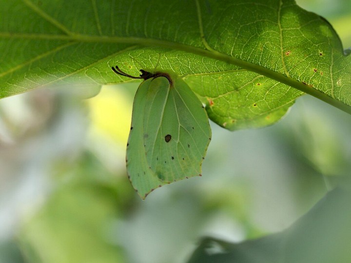 butterfly travel agency